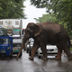 Commuters stop their vehicles and watch the wild male elephant cross a highway.